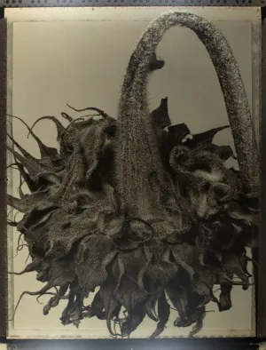 Dried Sunflower