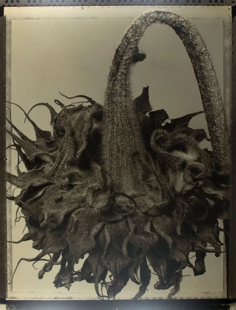 Dried Sunflower